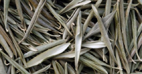 Hoja que evita derrame cerebral, hipertensión, diabetes, Alzheimer y otras dolencias.