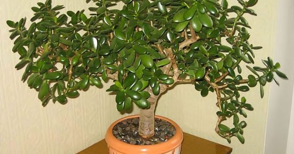 Lo que los descuidados dueños del «árbol del dinero» no saben