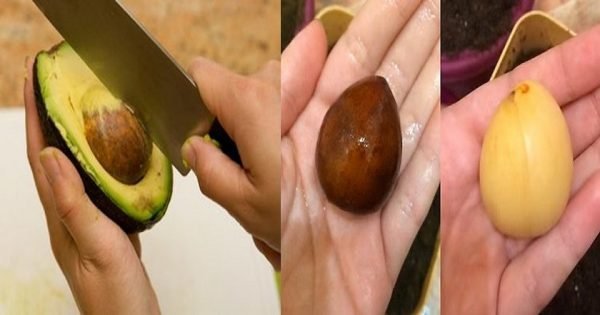 ¿Sueles deshacerte de la semilla del aguacate? ¡No lo hagas más! Este es un regalo de la naturaleza…
