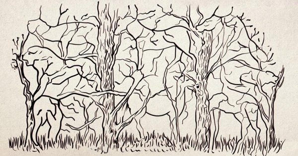 Una prueba que te dirá todo sobre ti, sólo tienes que mirar de cerca este bosque