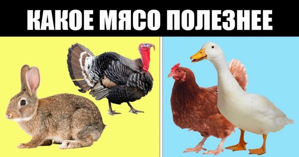 Qué carne es la más sana: una lista segura Qué carne es la más sana: una lista segura