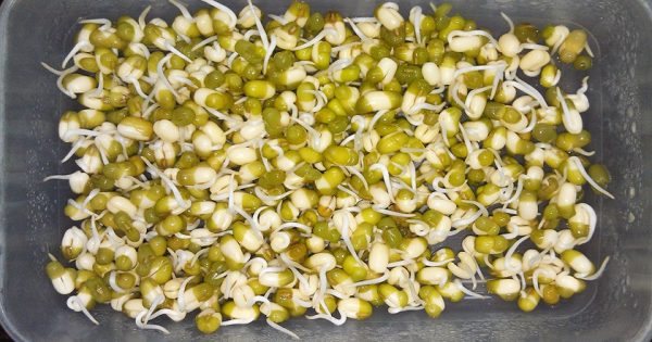 Esta legumbre se come germinada. Verás cómo tu peso disminuye…