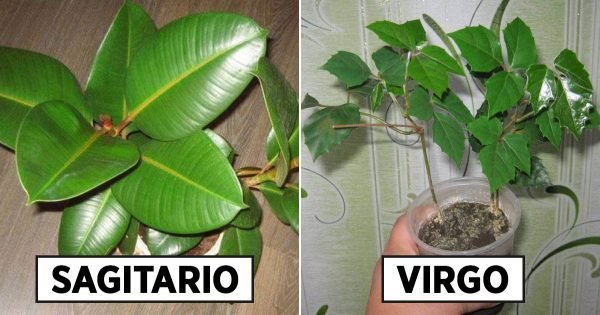 ¿Qué flores necesitan los diferentes signos del zodíaco para ser felices?