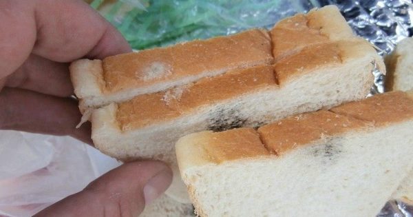 ¿Qué pasa si comes moho? ¿Qué pasa si comes moho?