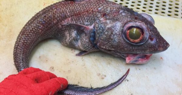 Qué peces se venden sin cabeza y por qué