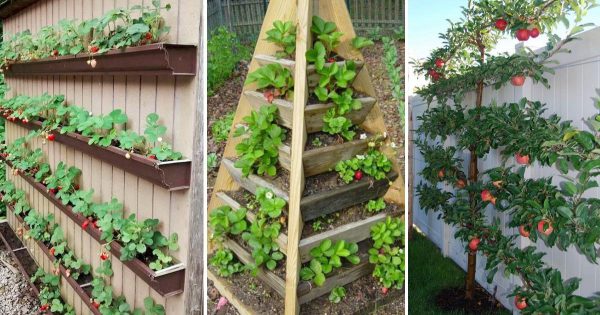 Luego de horas de trabajar en la dacha, la dueña de la casa de verano muestra lo que ha plantado en su pequeño jardín
