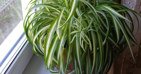 5 plantas ideales para humedecer el aire del piso