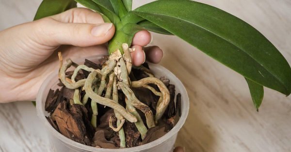 ¿Por qué una orquídea tiene raíces al crecer?
