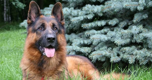 La inteligencia canina también tiene su ranking… ¿Quieres saber quién está en la cima?