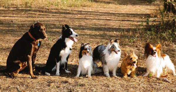 Entre los amantes de los perros hay leyendas sobre la inteligencia de los caniches, descubrimos qué raza es la más inteligente
