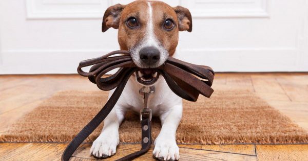 Las mejores razas de perros para el hogar