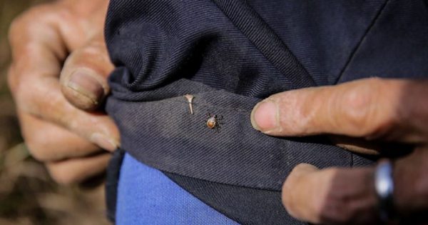 Remedio casero para las garrapatas