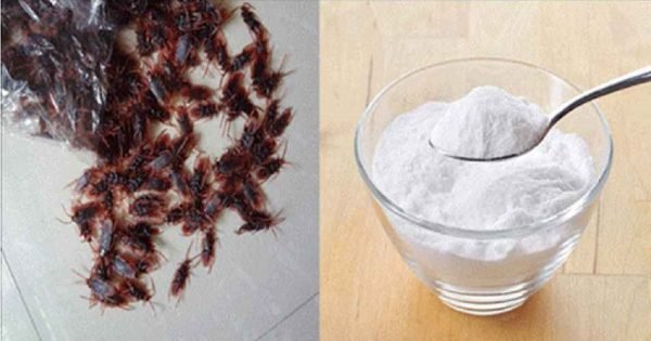 Unos pocos ingredientes, unos granos de café y… ¡Voila! ¡Las cucarachas desaparecieron de mi casa!