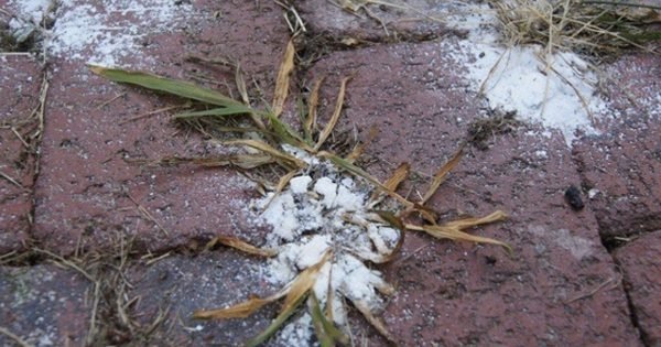 ¿Por qué ya es hora de dejar de arrancar las malezas con las manos?