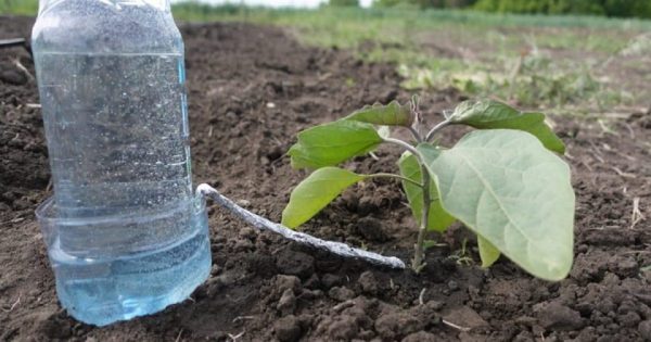 Riego pasivo de las plantas con una botella de plástico
