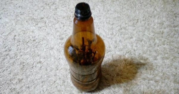 Rosas en el refrigerador: cómo enraizar esquejes en frío