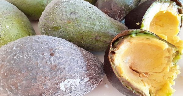 ¿Se pueden congelar los aguacates? ¿Se pueden congelar los aguacates?