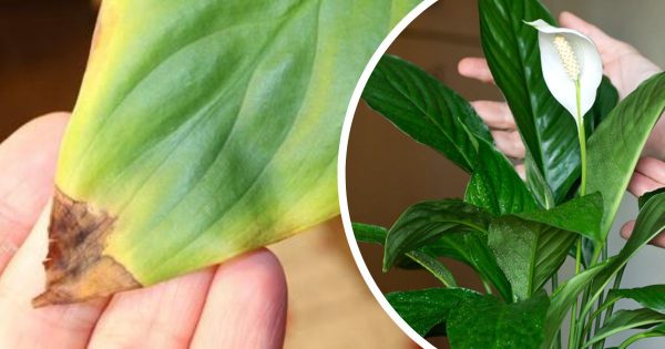 Las puntas de las hojas de las plantas de interior se están secando: qué hacer Las puntas de las hojas de las plantas de interior se están secando: qué hacer