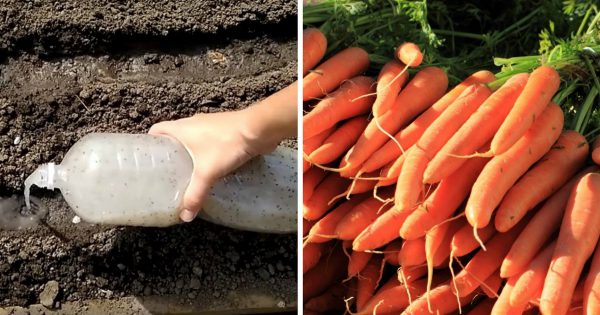 Cómo sembrar zanahorias correctamente en el jardín.