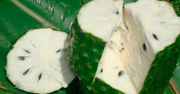 Tenía cáncer, y todo iba mal… ¡Pero este milagroso té de guanábana me lo curó! ¡Lo recomiendo!