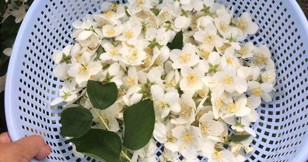 Por qué debemos secar las flores de jazmín