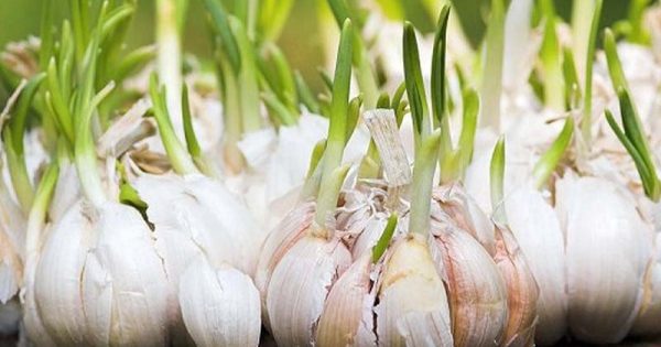 ¿Sueles desechar los brotes de ajo? A partir de ahora, no lo hagas más… ¡No sabes lo que te has perdido!