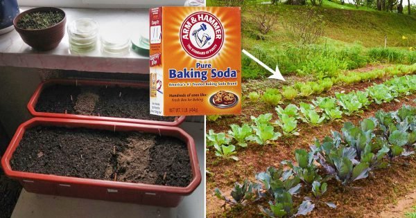 Como usar el bicarbonato de sodio en el jardín