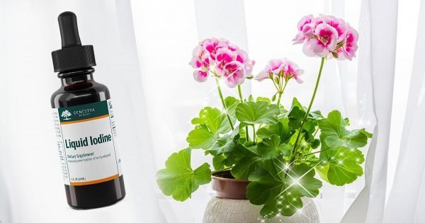 Yodo para geranios: cómo usarlo para una floración exuberante